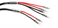 Atlas Mavros wired 2x4 5.0m [Transpose Z plug Gold]